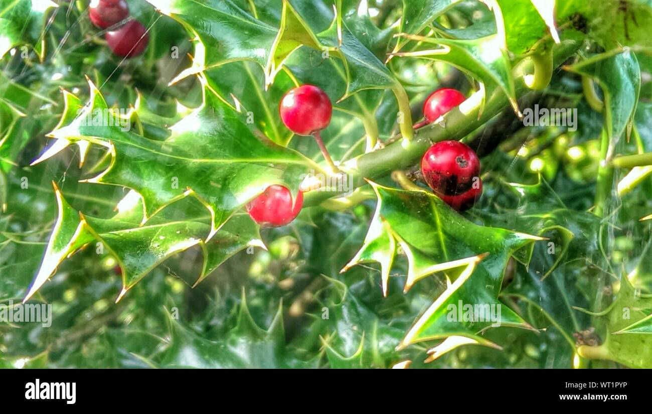 Close up of holly berries growing on tree hires stock photography and