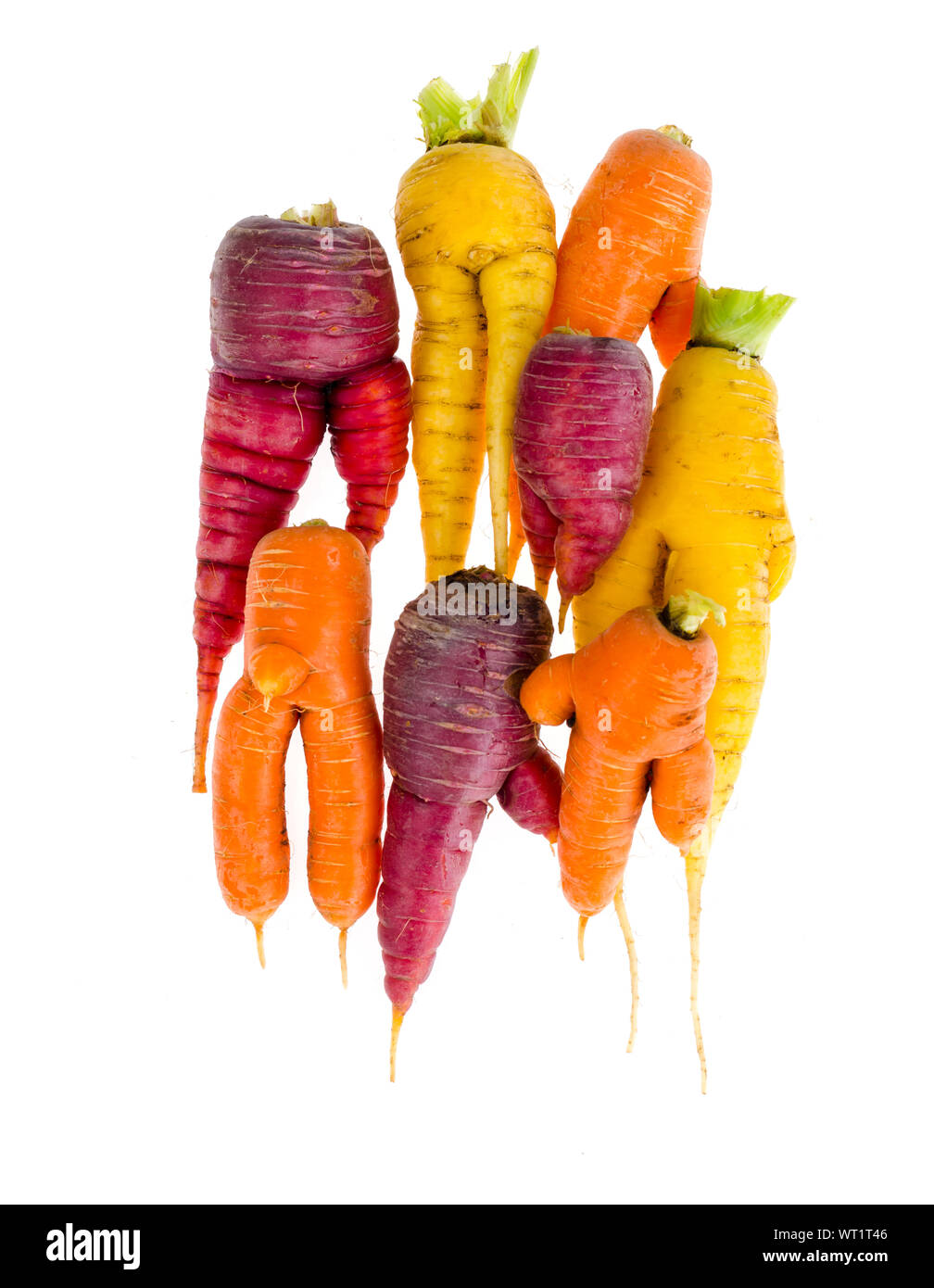 Ugly, deformed fresh organic carrots different color. Studio Photo Stock Photo