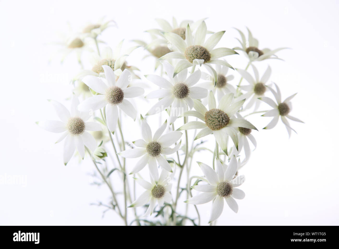flannel flower Actinotus helianthi closeup isolated on white background Stock Photo