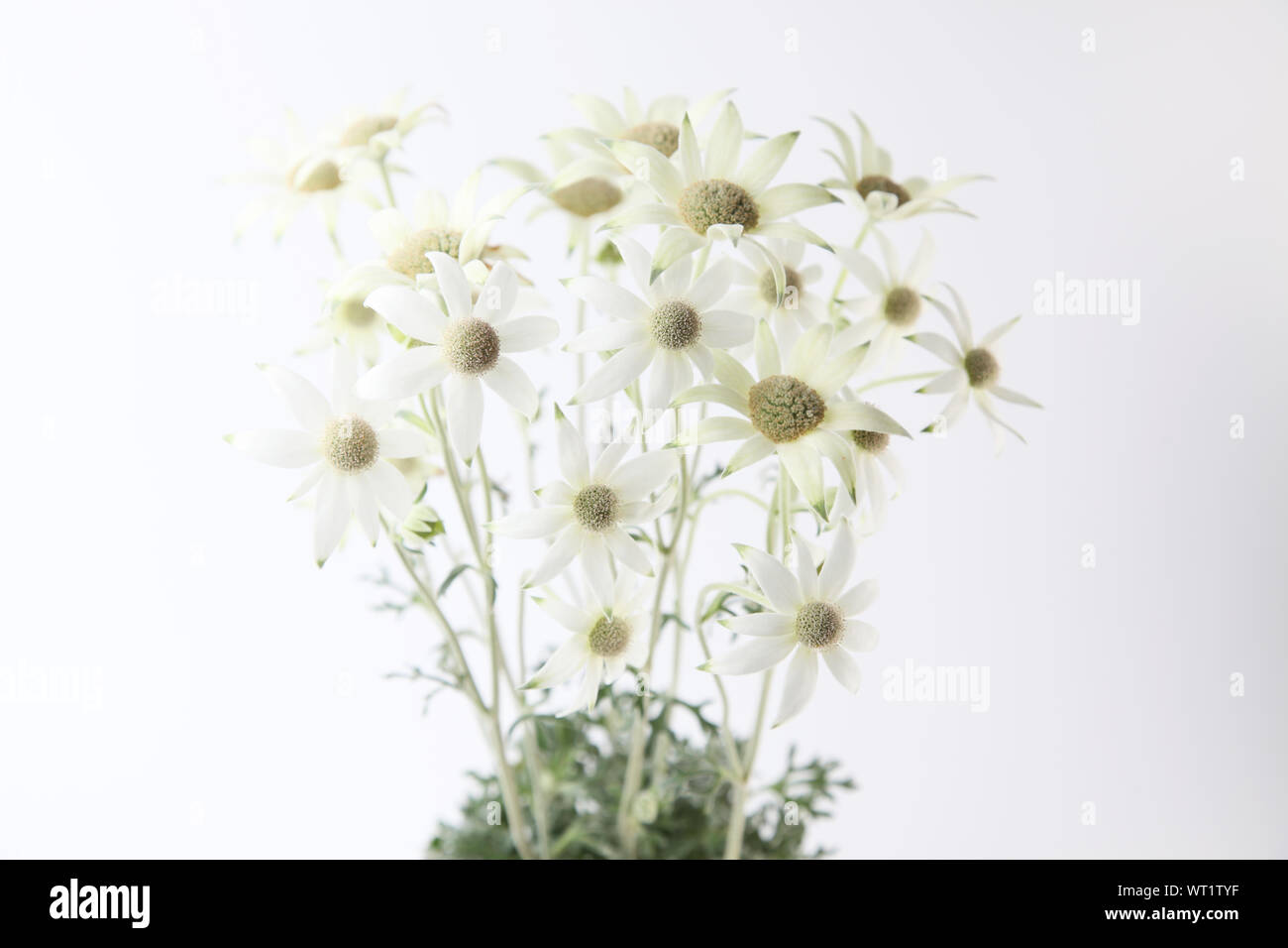 flannel flower Actinotus helianthi closeup isolated on white background Stock Photo