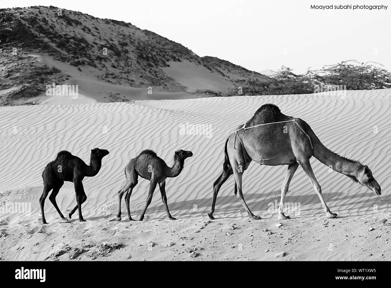 Camels desert Black and White Stock Photos & Images - Alamy
