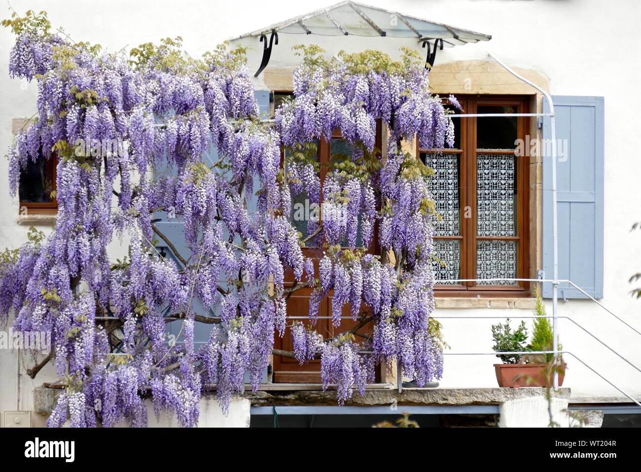 Purple Hanging Flowers High Resolution Stock Photography and Images - Alamy