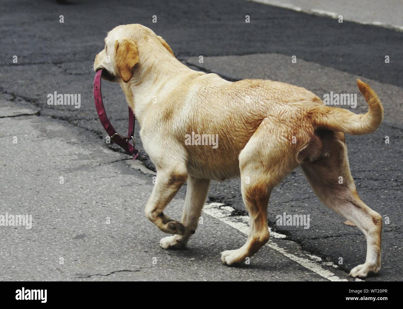 What Does Road Dog Mean