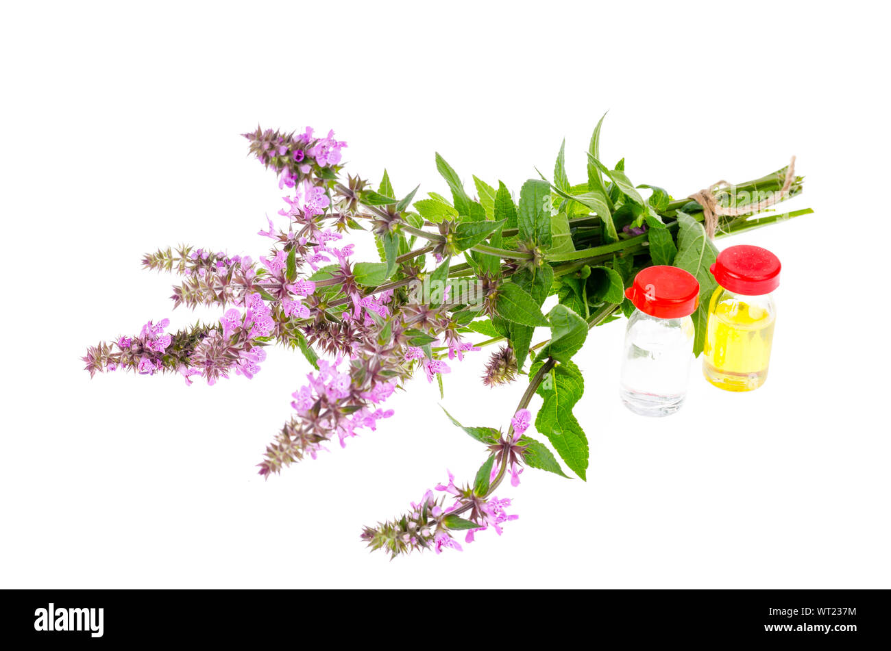 Pharmaceutical tincture, extract of wild herbs, medicinal flowers in