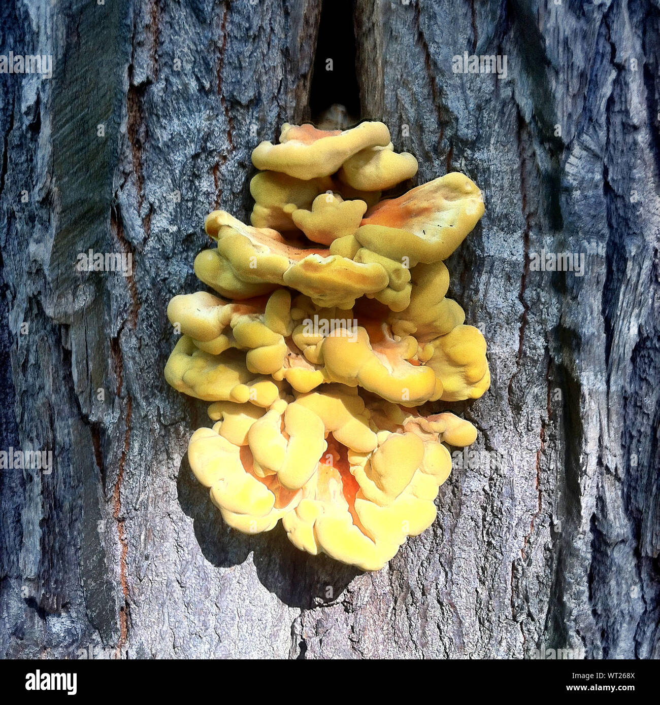 Yellow tree fungus hires stock photography and images Alamy