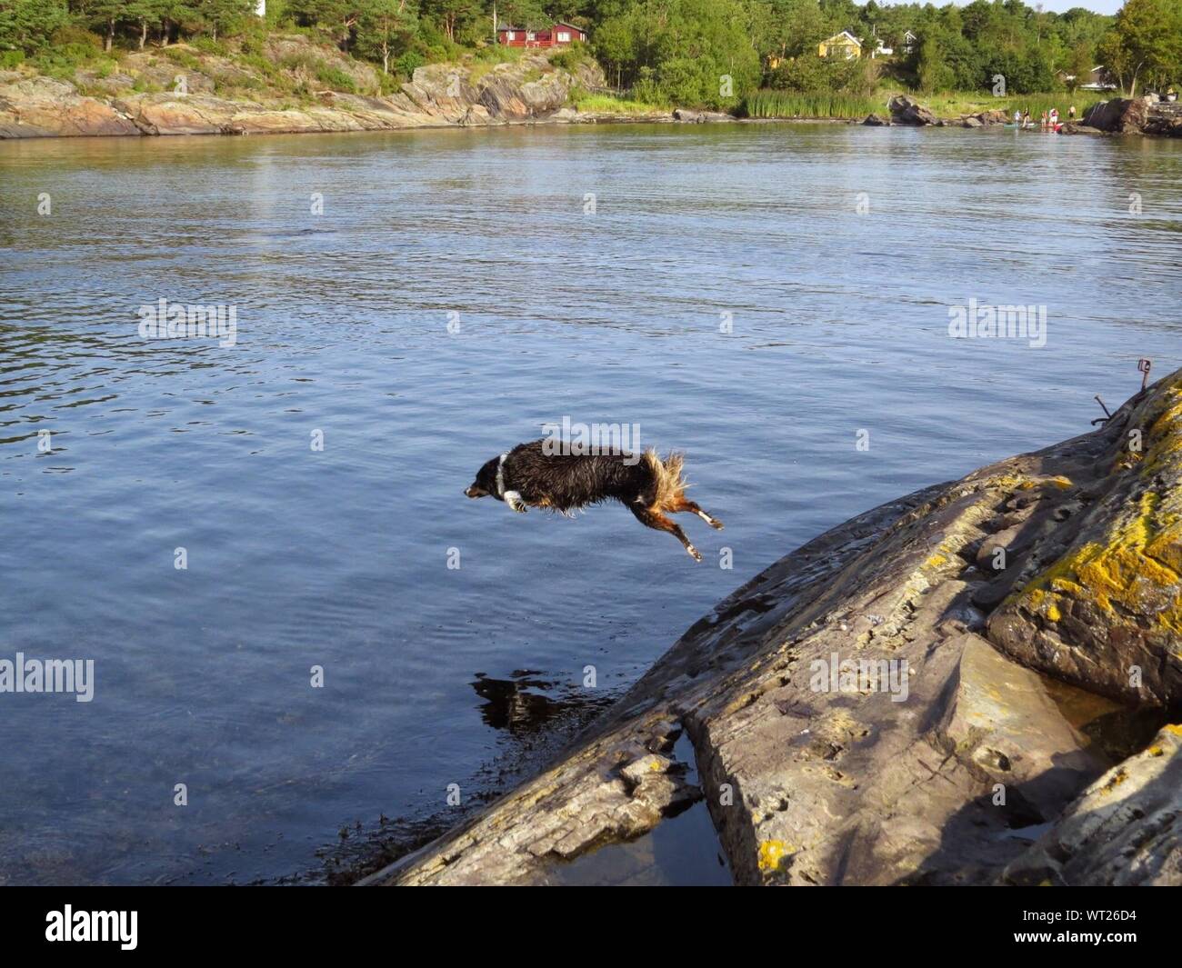 Dog jumping into water hires stock photography and images Alamy