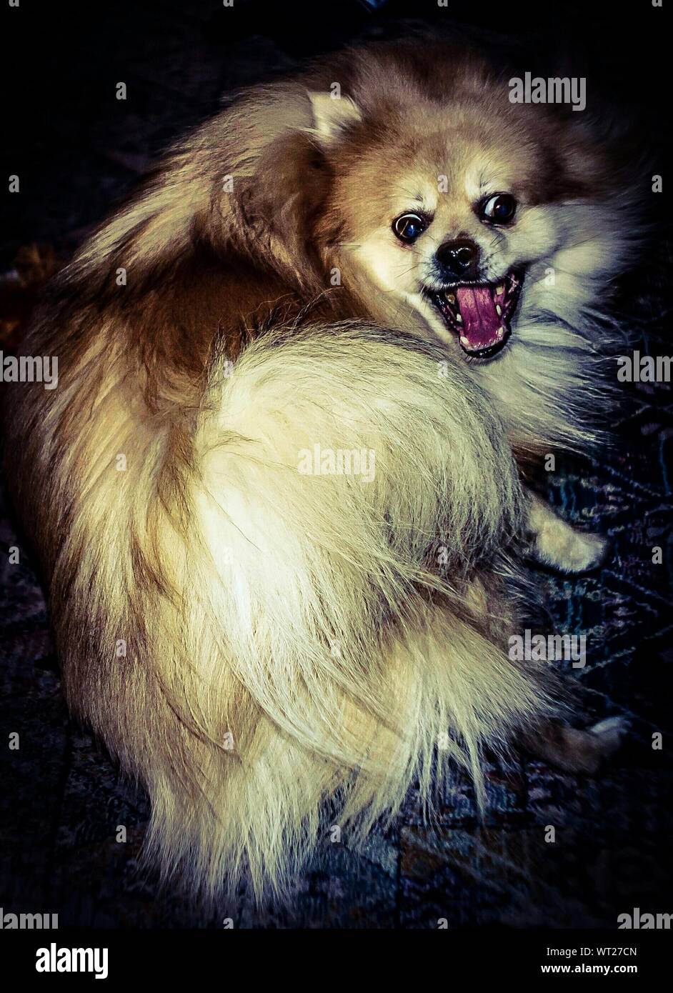 Dog Chasing Tail Stock Photo