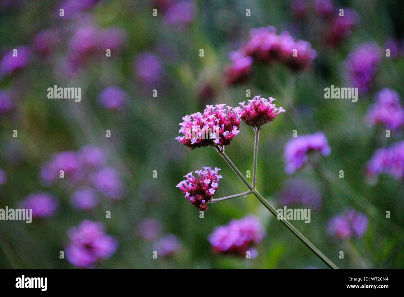Pink wildflowers hi-res stock photography and images - Alamy