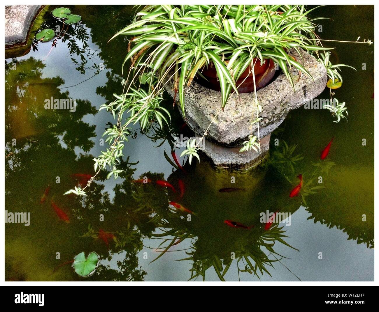 Potted fish hires stock photography and images Alamy