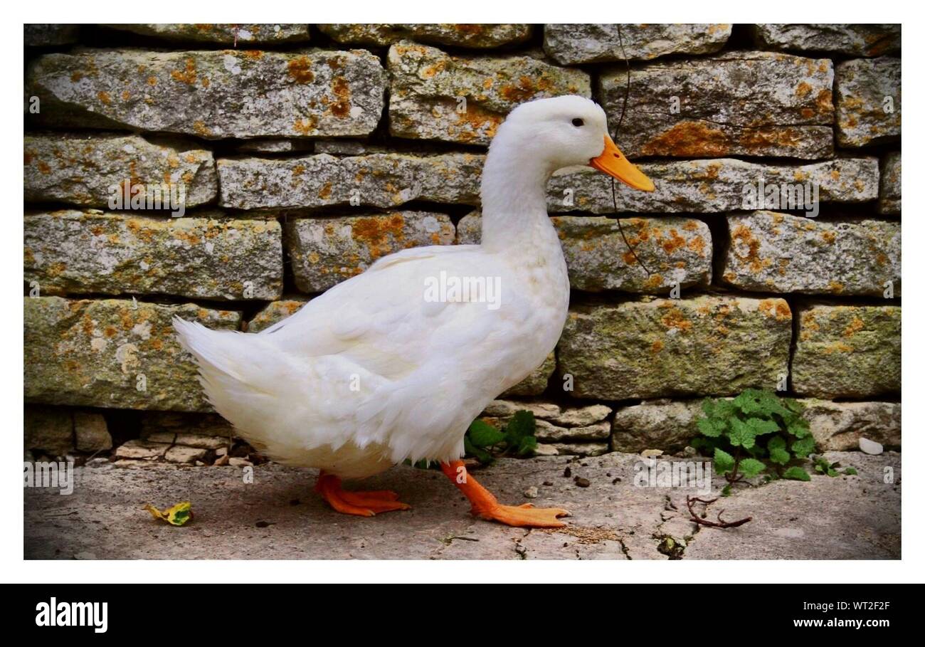 Side View Of Duck - WoodsLima