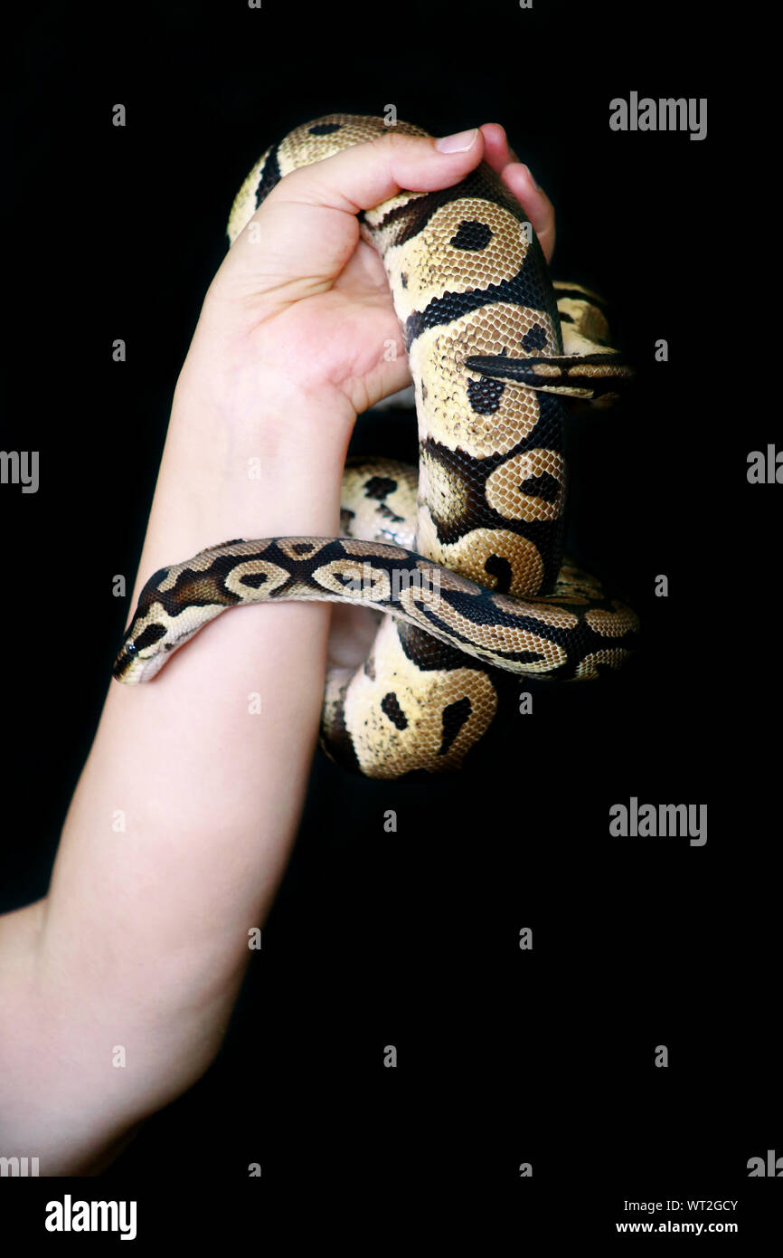 Female hands with Royal Python snake. Woman holds Ball Python snake in ...