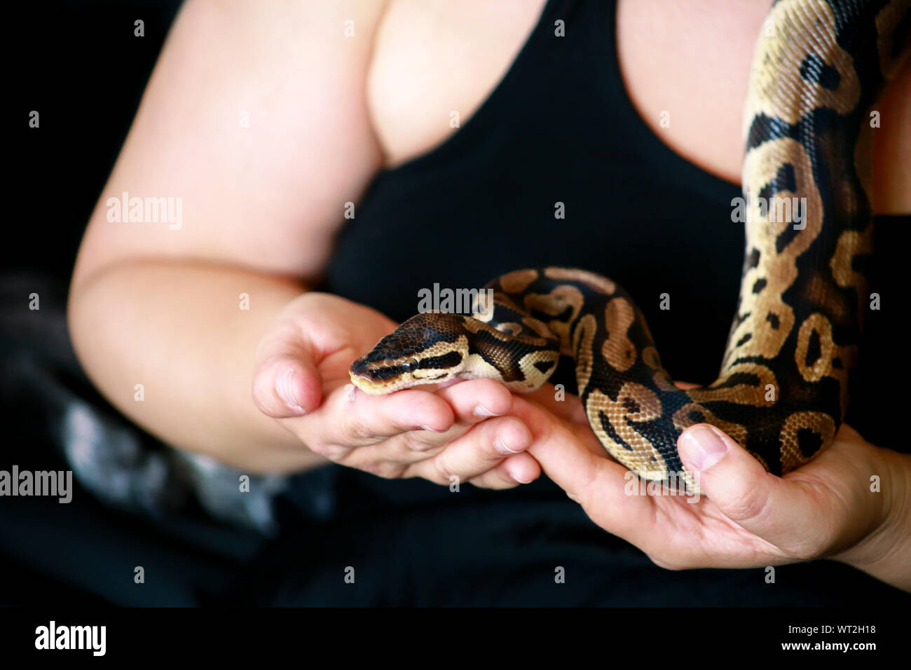 Female hands with Royal Python snake. Woman holds Ball Python snake in ...