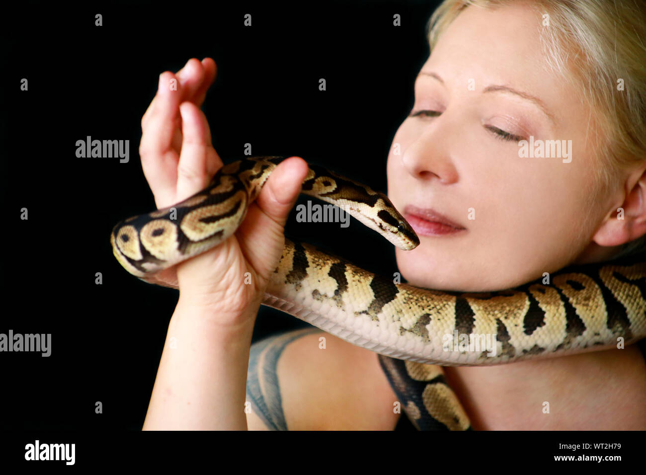 Portrait of girl with Royal Python snake. Woman holds Ball Python snake around neck and in hands, posing in front the camera. Stock Photo