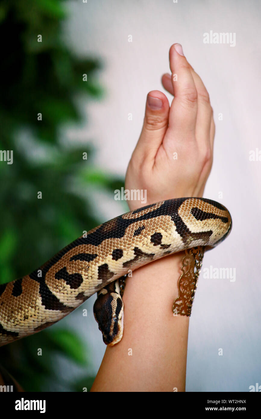 Holds Ball Python High Resolution Stock Photography and Images - Alamy