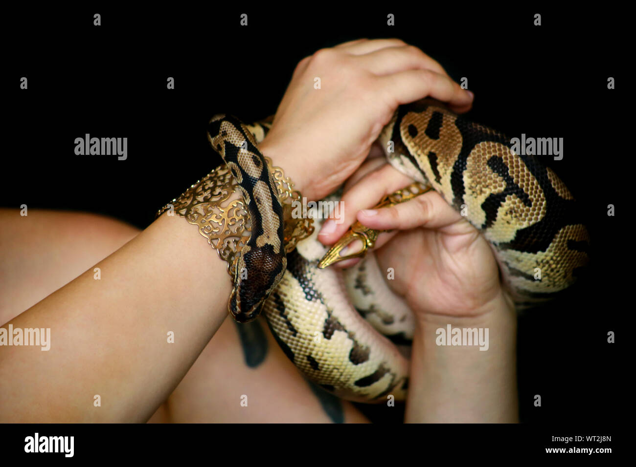 Female hands with Royal Python snake. Woman holds Ball Python snake in ...