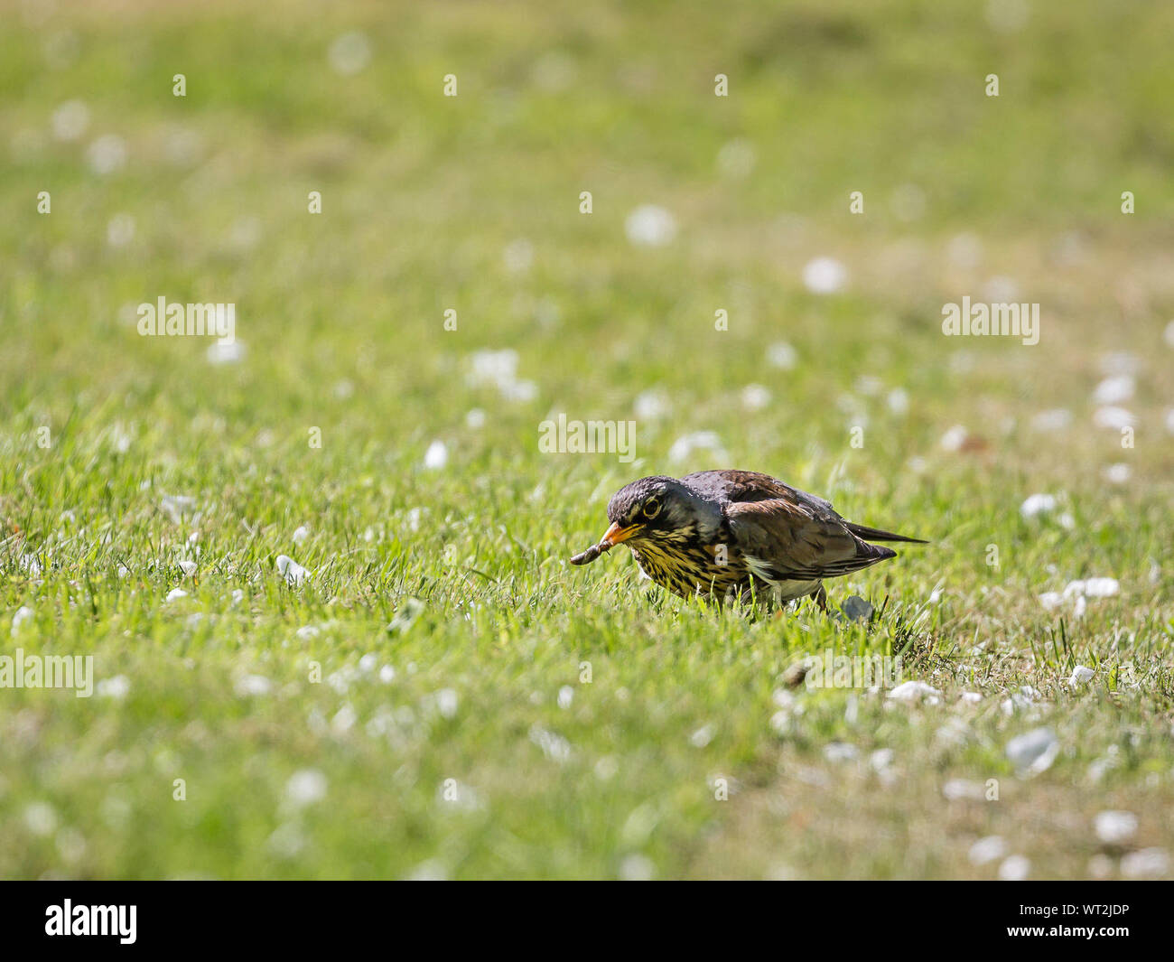 Close-up Of Bird Eating Insect Stock Photo