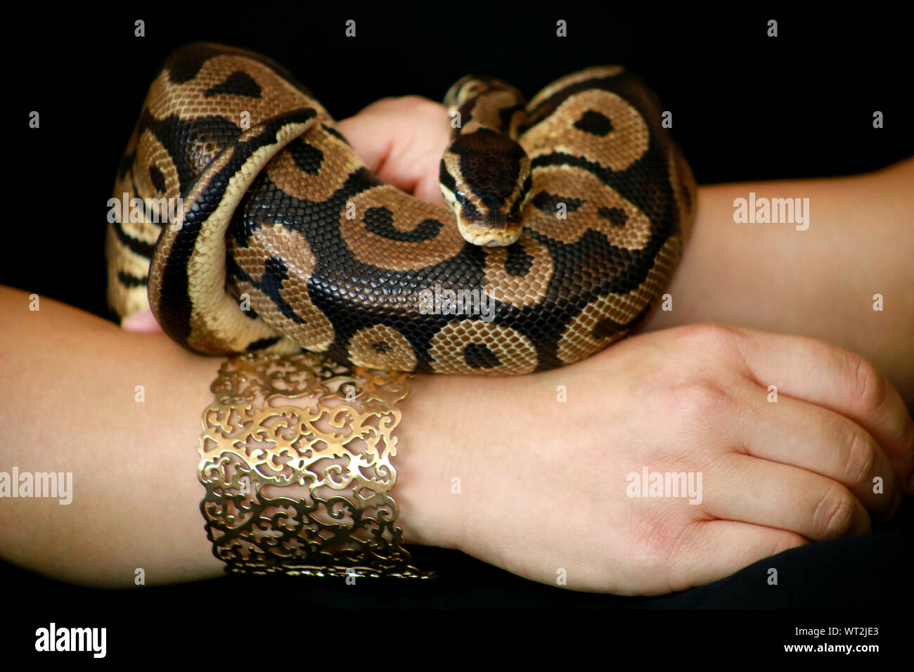 Female hands with Royal Python snake. Woman holds Ball Python snake in ...