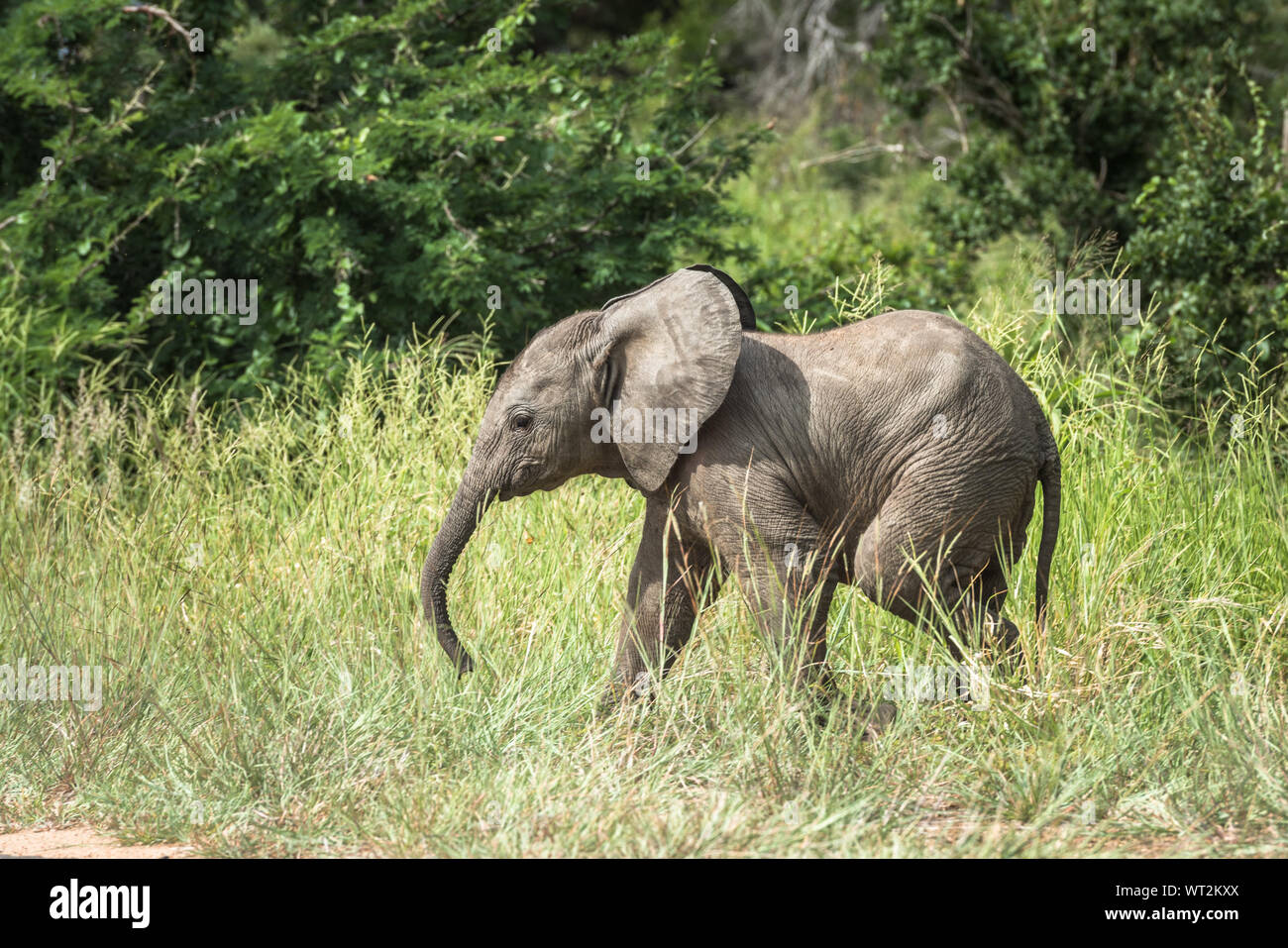 Young African Elephant in Kruger Park, South Africa Stock Photo - Alamy