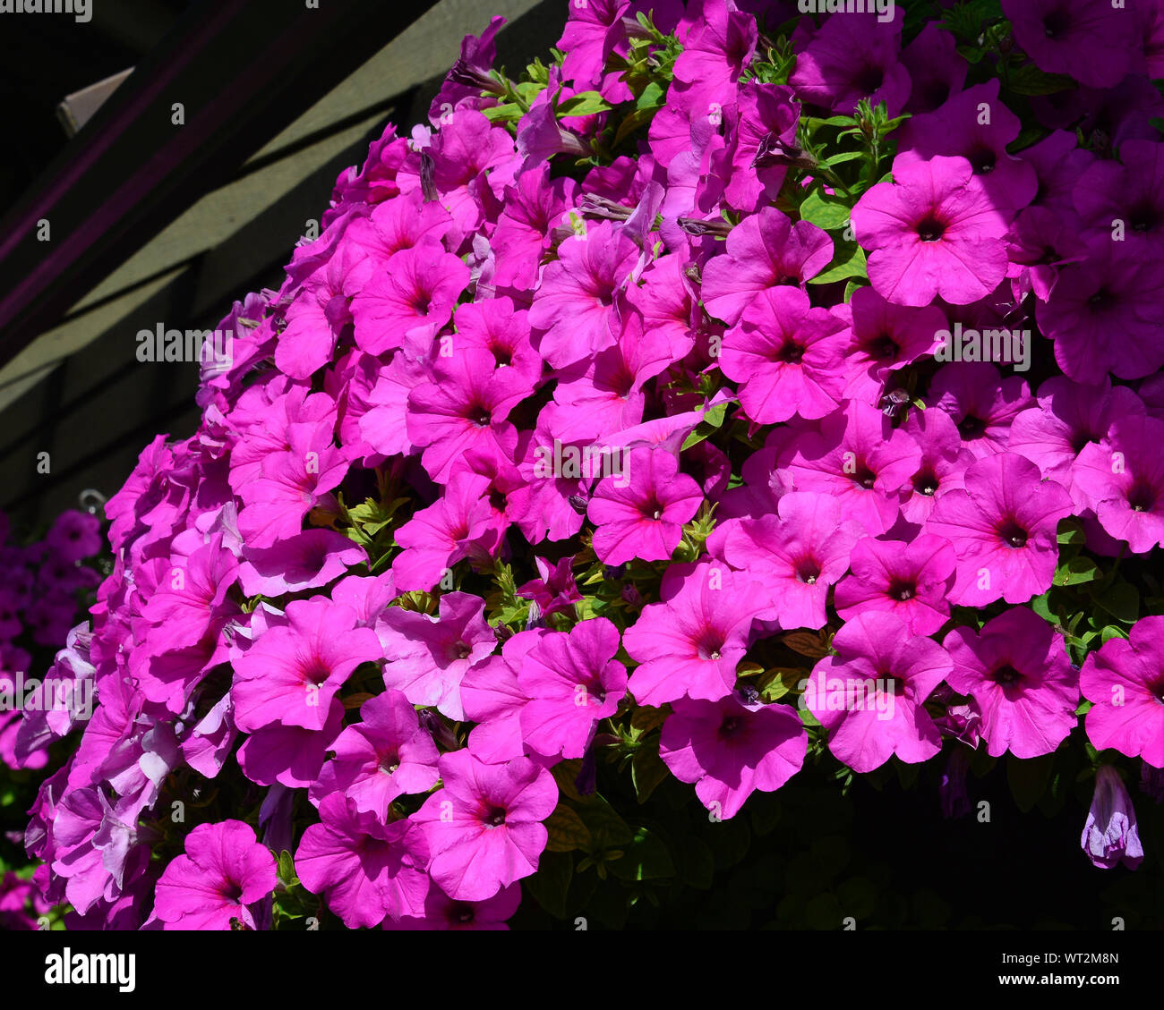 The streets of downtown Banff are festooned with colourful hanging