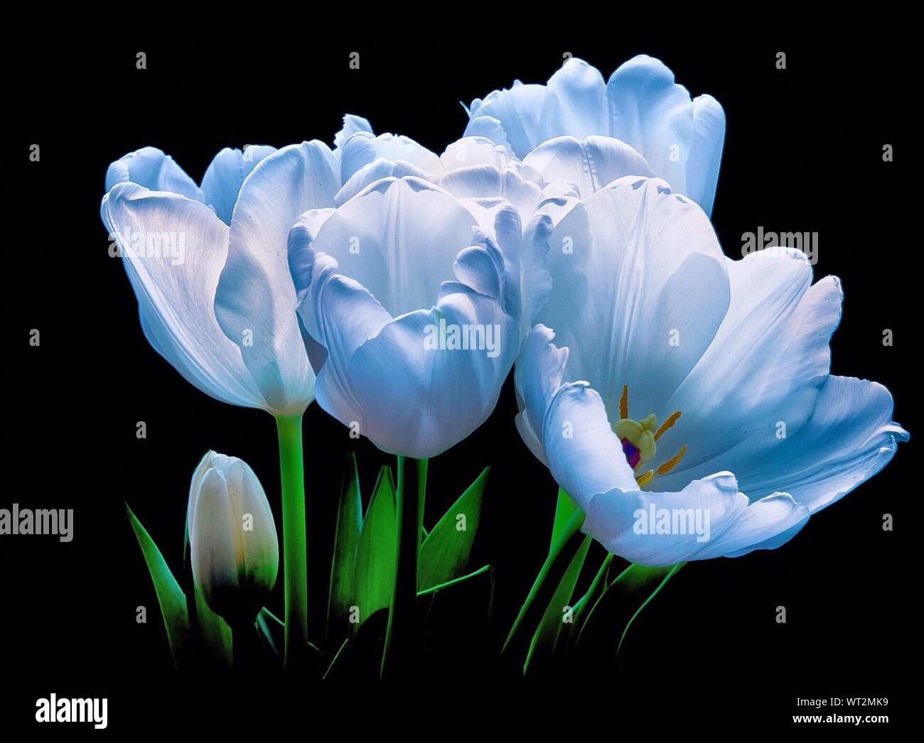 Close Up Of White Tulip Flowers Against Black Background Stock Photo Alamy