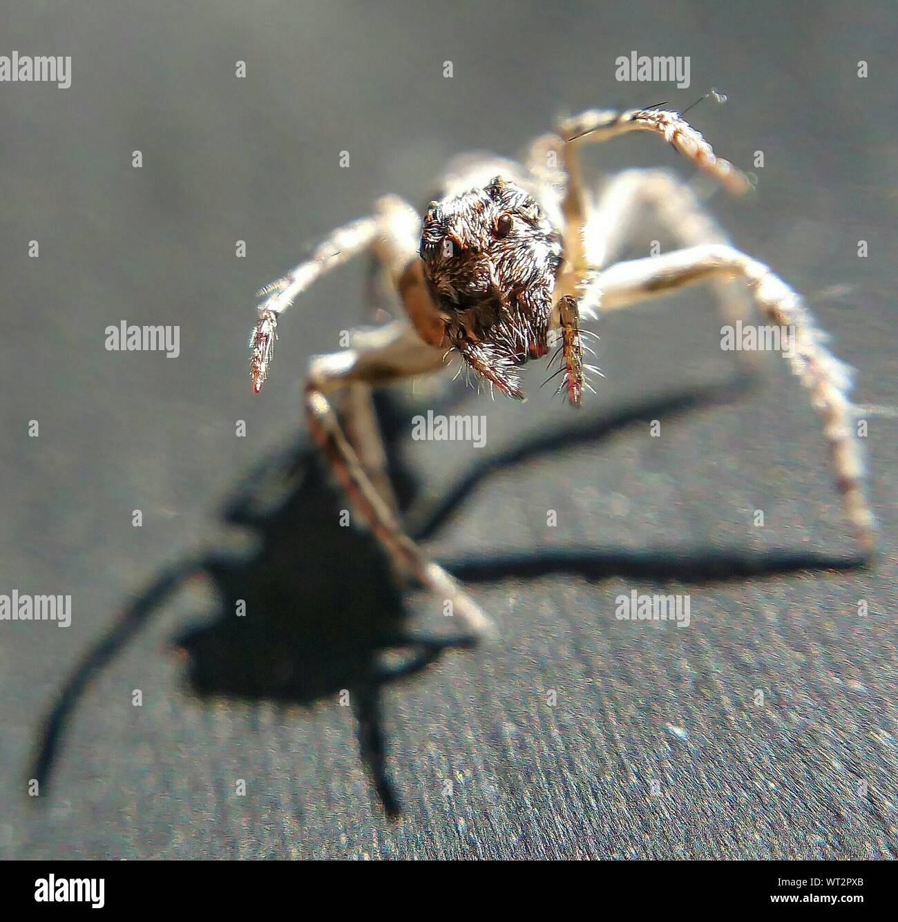 Close-up Surface Level Of A Spider Stock Photo