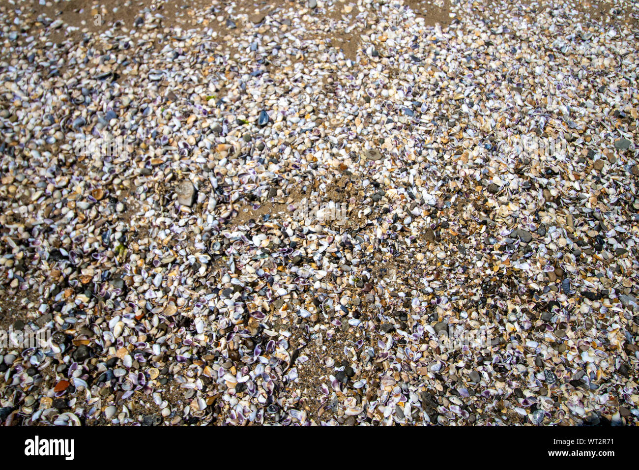 Lots of sea shells on a beach Stock Photo