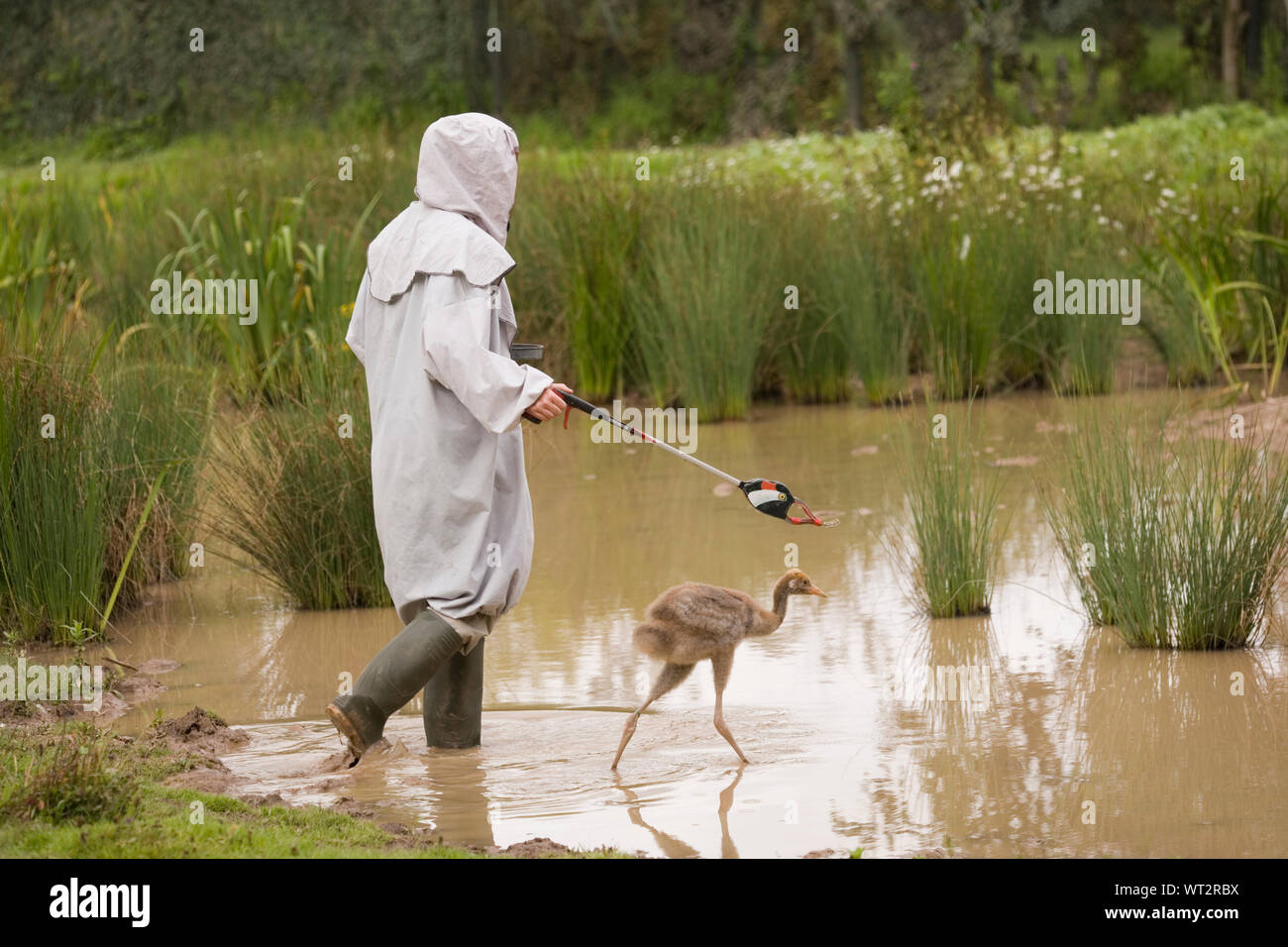 COMMON CRANE Grus grus having learnt to feed from a spoon attached to the moulded resin head of an adult on the end of a long handled litter gathering stick. Thus avoiding imprinting on human carer, wearing a disguise costume. Stock Photo