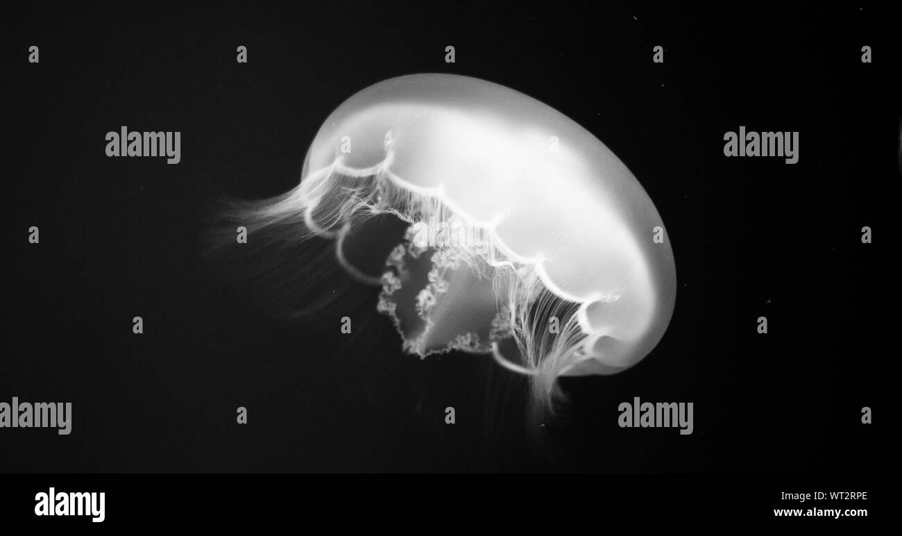Jellyfish On Black Background Stock Photo