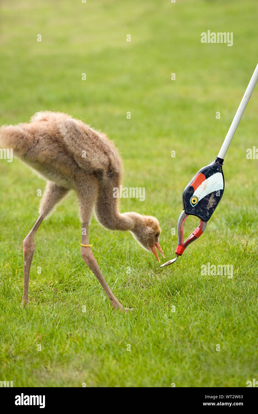 COMMON CRANE (Grus grus). Chick having learnt to feed from a spoon attached to the moulded resin head of an adult on the end of a long handled litter gathering stick. Avoiding imprinting on a human carer. Stock Photo