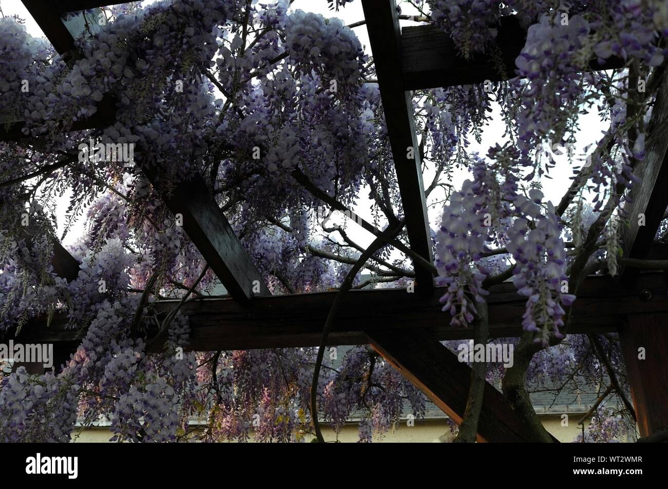 Low Angle View Of Wisteria Flowers Hanging On Ceiling Stock Photo ...
