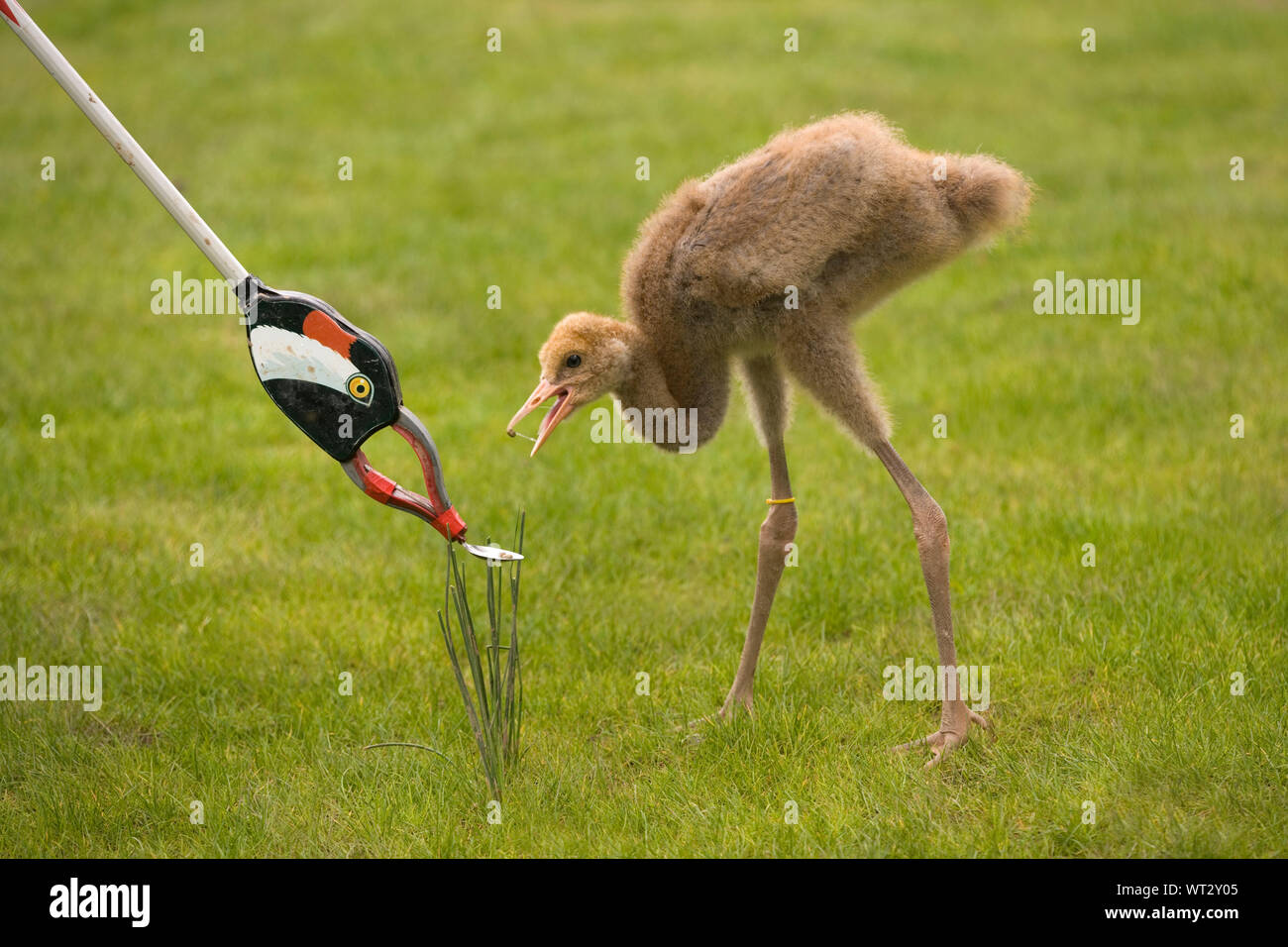 COMMON CRANE Grus grus chick having learnt to feed from a spoon attached to the moulded resin head of an adult, on the end of a long-handled litter gathering stick. A means of avoidance imprinting on a human carer. Stock Photo