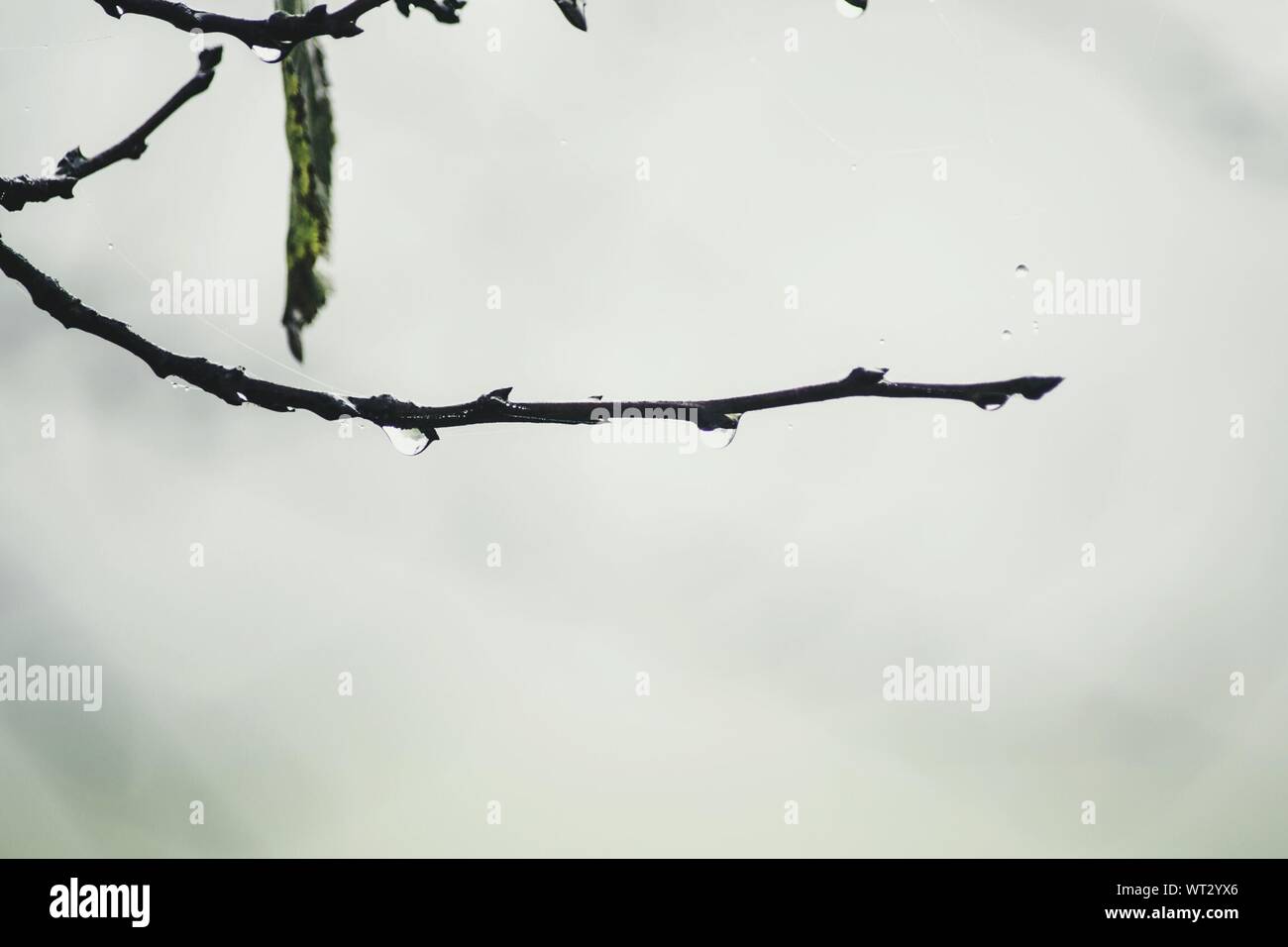 Low hanging tree branches hi-res stock photography and images - Alamy