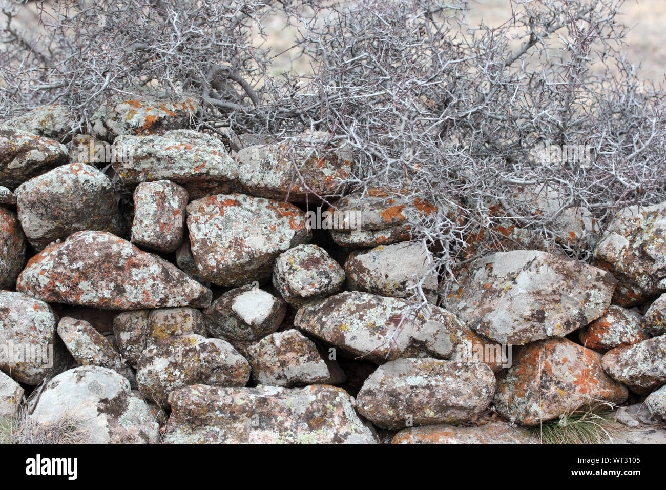 old stone garden wall and bush Stock Photo - Alamy