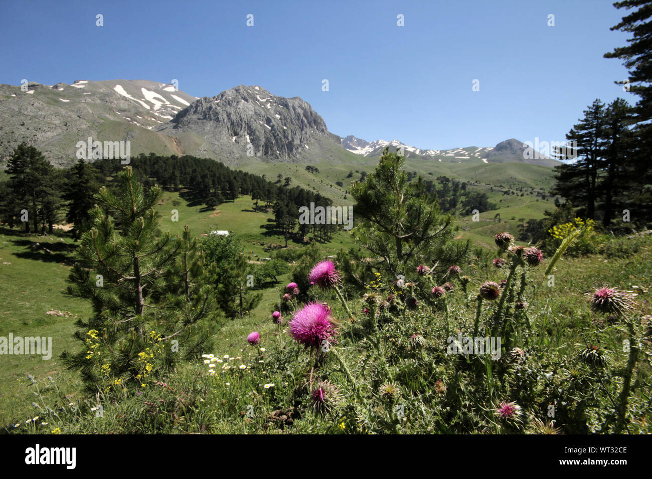 amazing nature on spring day Stock Photo - Alamy