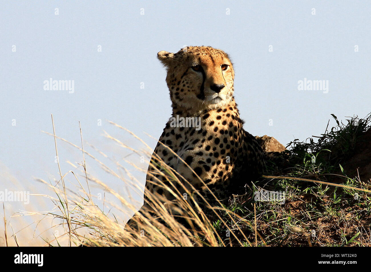 View Of Cheetah Against Sky Stock Photo