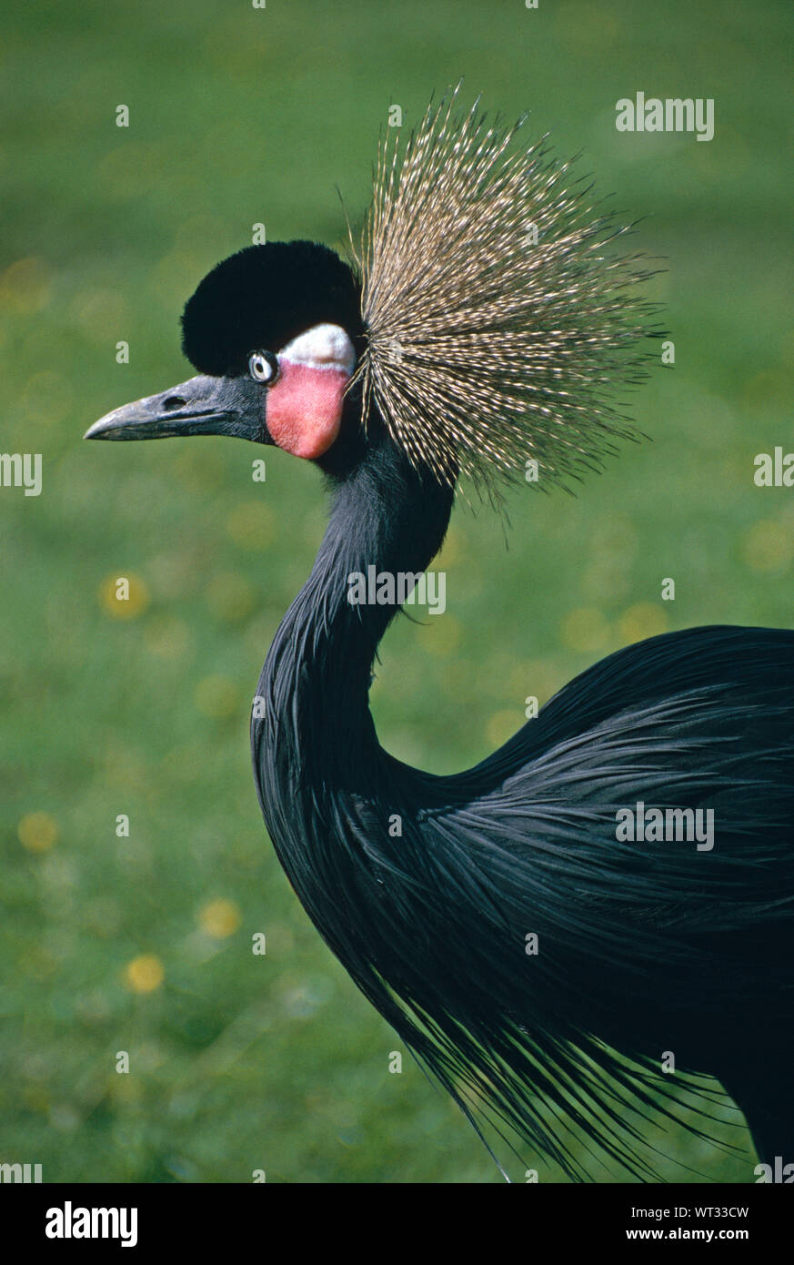 BLACK- or WEST AFRICAN  CROWNED CRANE  (Balearica pavonina pavonina) Stock Photo