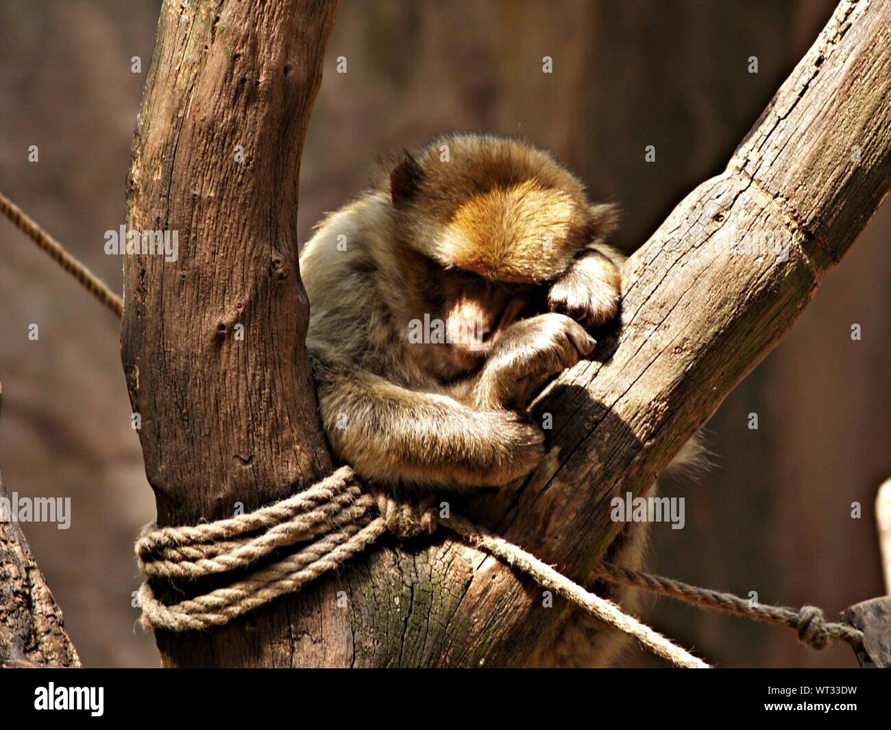 Sleeping on the branch hi-res stock photography and images - Alamy