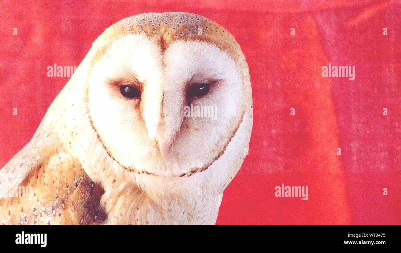 Close-up Of Barn Owl Against Red Wall Stock Photo
