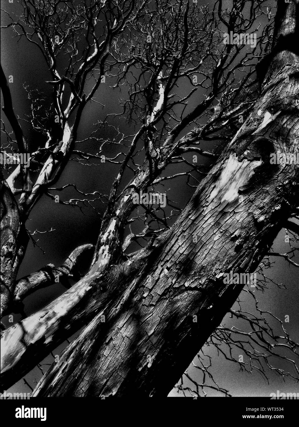 Leafless Tree High Resolution Stock Photography and Images - Alamy