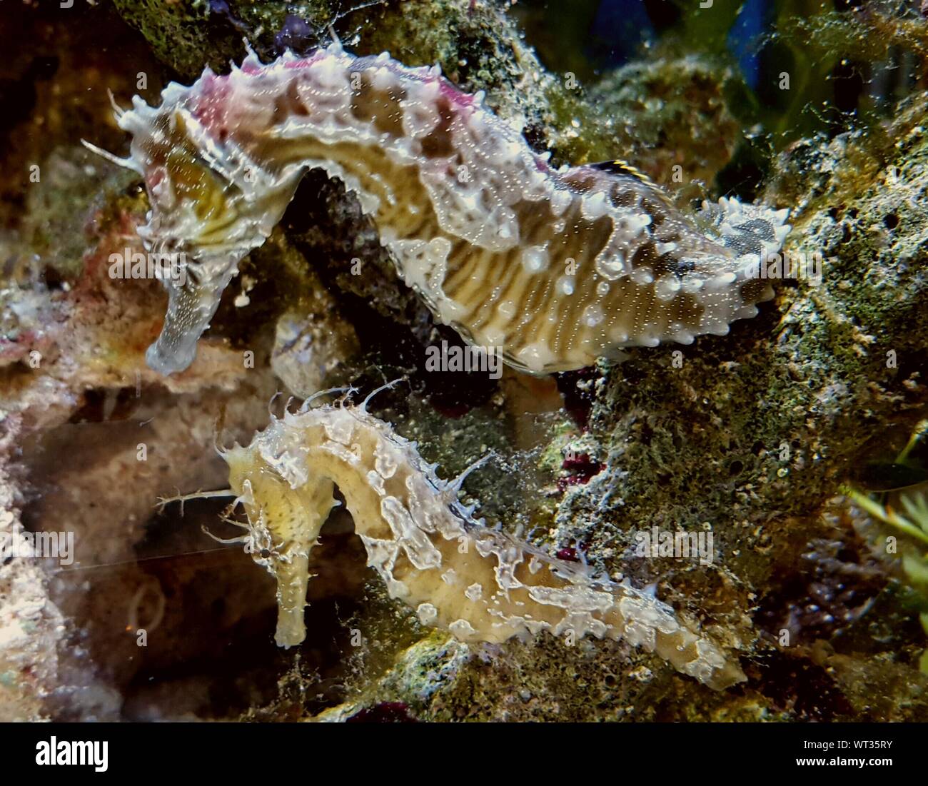 Sea Horse Two Underwater Hi res Stock Photography And Images Alamy