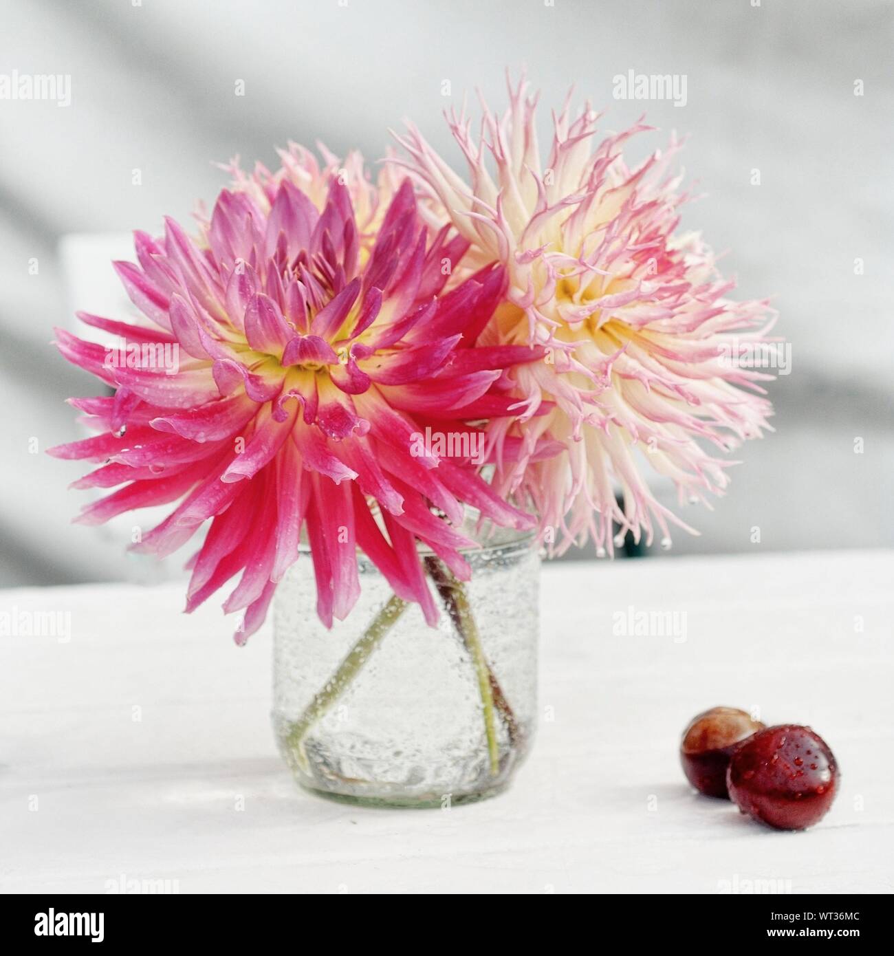 Dahlias Vase High Resolution Stock Photography and Images - Alamy