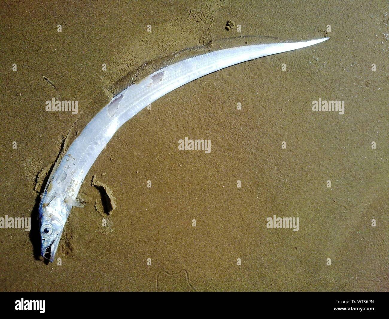 Dead Eel On Beach Stock Photo