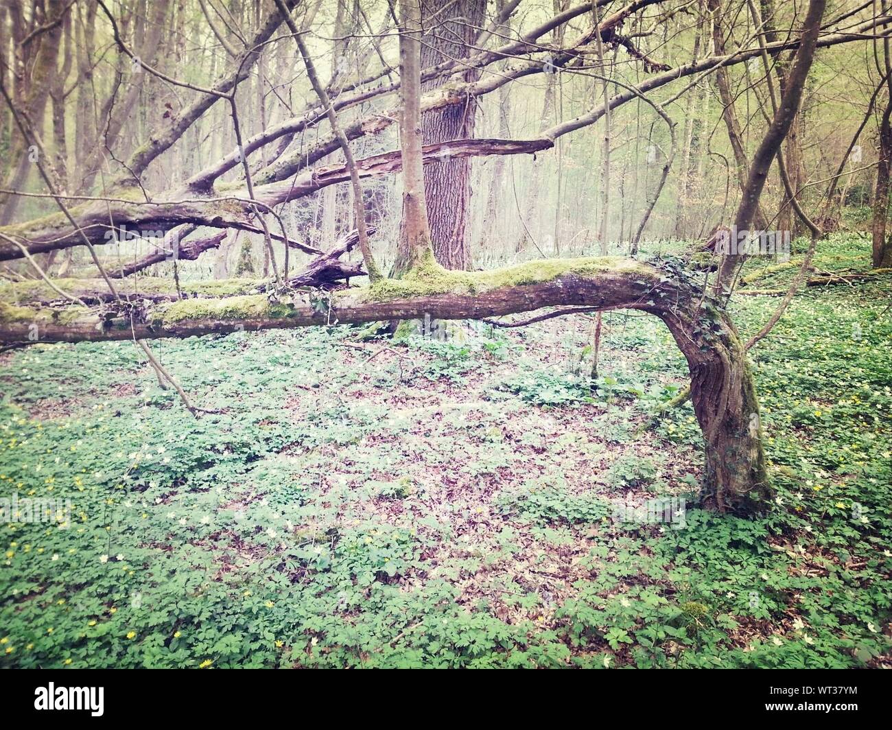 Bent Tree In Forest Stock Photo