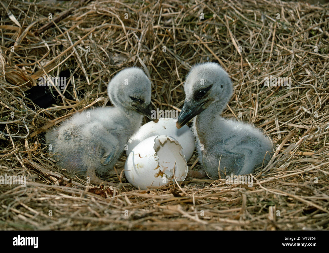WHITE STORK CHICKS (Ciconia ciconia). Investigating egg shell from which one of them must have hatched. Young from a third egg behind still to hatch. Stock Photo