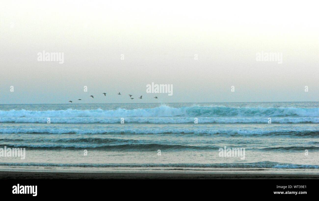 Sea bird flying over ocean waves hires stock photography and images