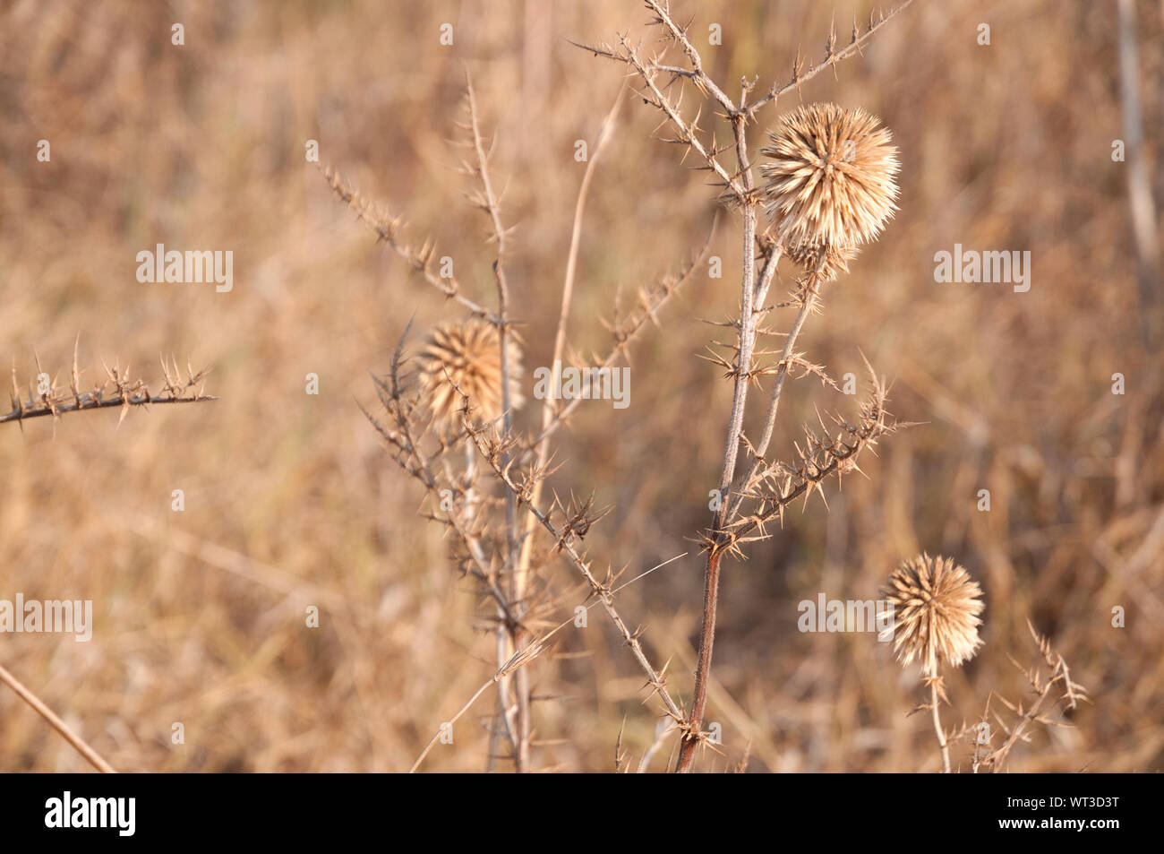 Wild dried thorns and spikes Stock Photo