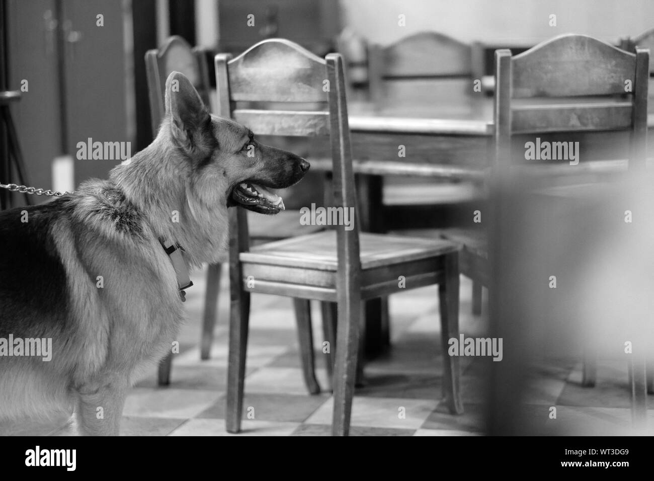 A dog stands in a cafe room amidst wooden furniture Stock Photo