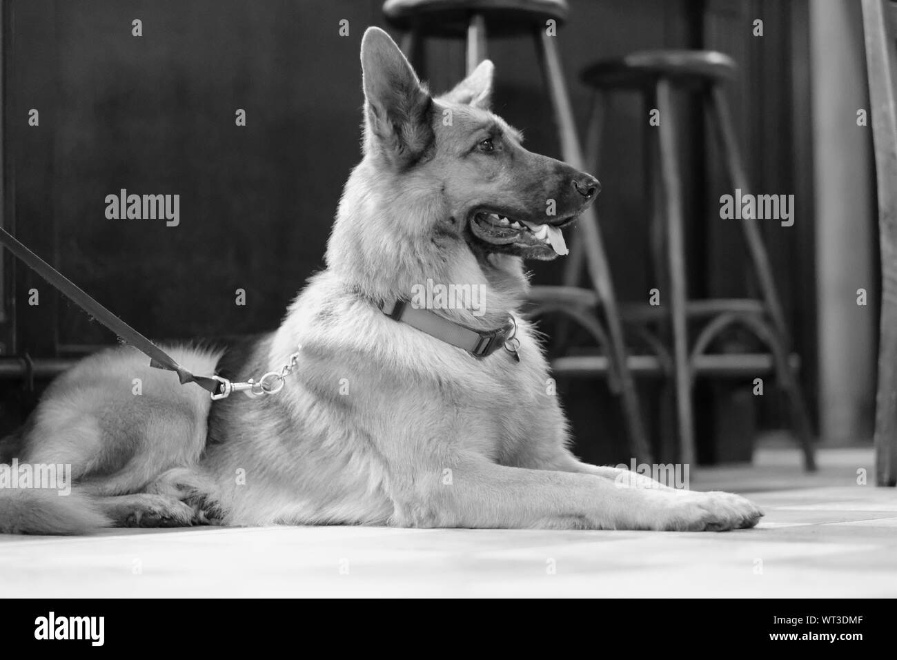 A dog sits on the floor in a cafe room amongst the wooden furniture Stock Photo