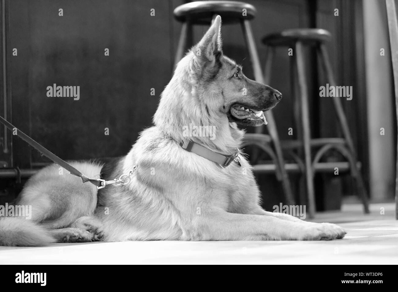 A dog sits on the floor in a cafe room amongst the wooden furniture Stock Photo