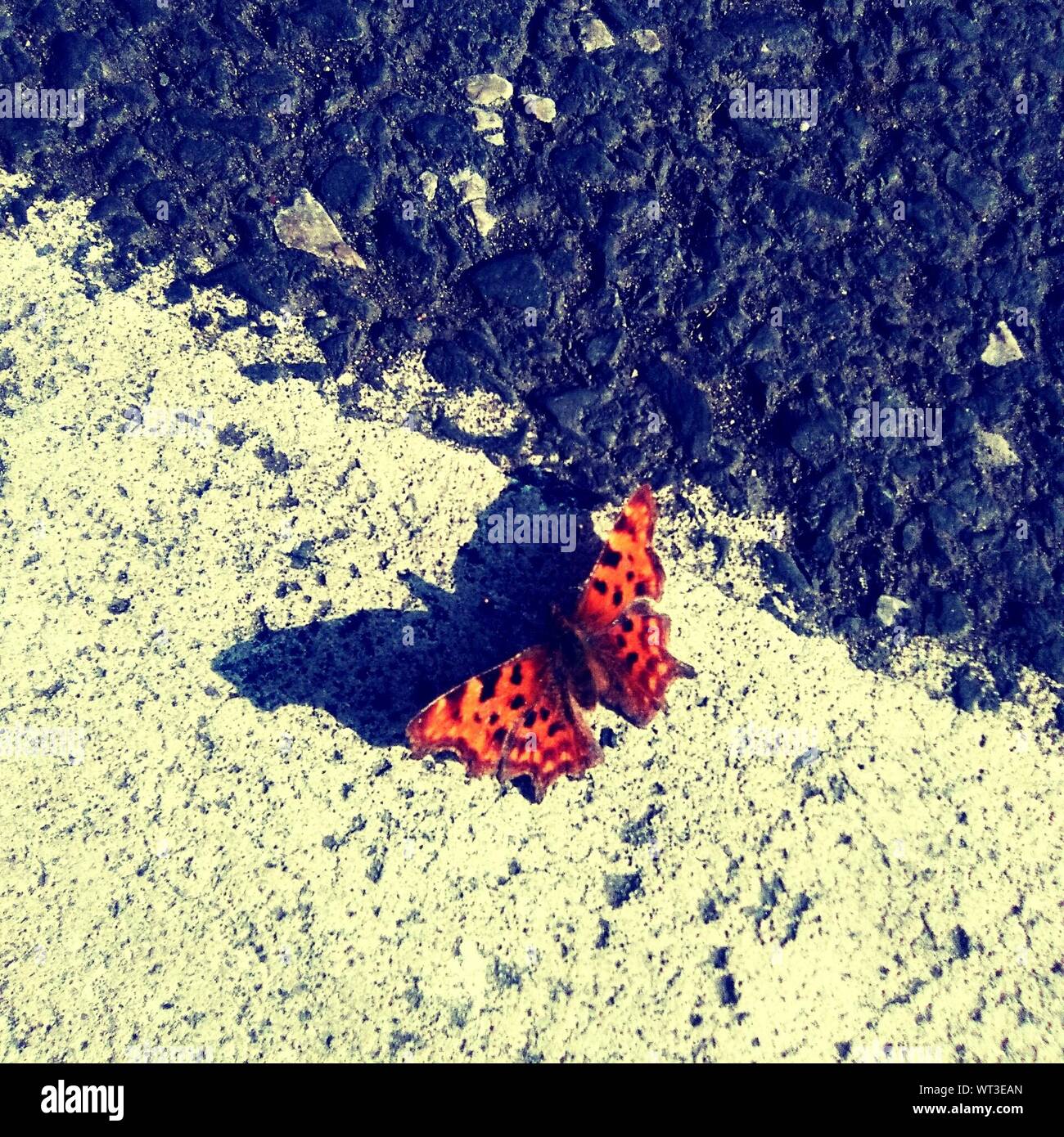 Butterfly beach hires stock photography and images Alamy